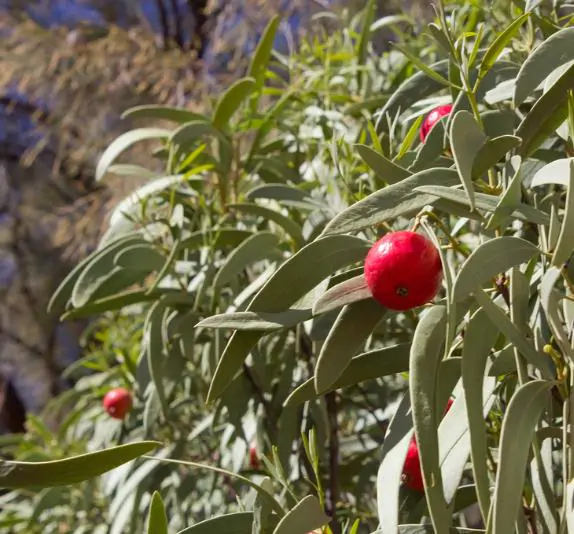 Santalum acuminatum - Sândalo Doce, Quandong Doce do Deserto, Sândalo Australiano, Pêssego Selvagem, D - Image 6