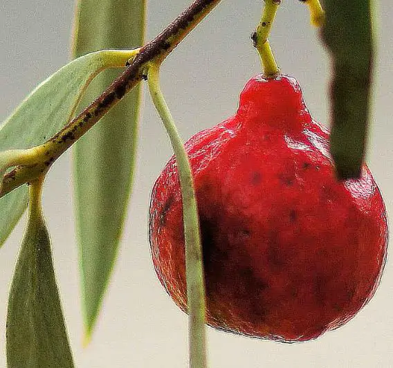 Santalum acuminatum - Sândalo Doce, Quandong Doce do Deserto, Sândalo Australiano, Pêssego Selvagem, D - Image 7