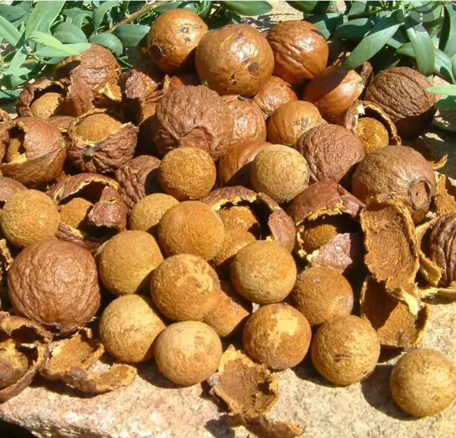 Santalum spicatum - Sândalo, Sândalo Australiano, Sandalwood, Quandong