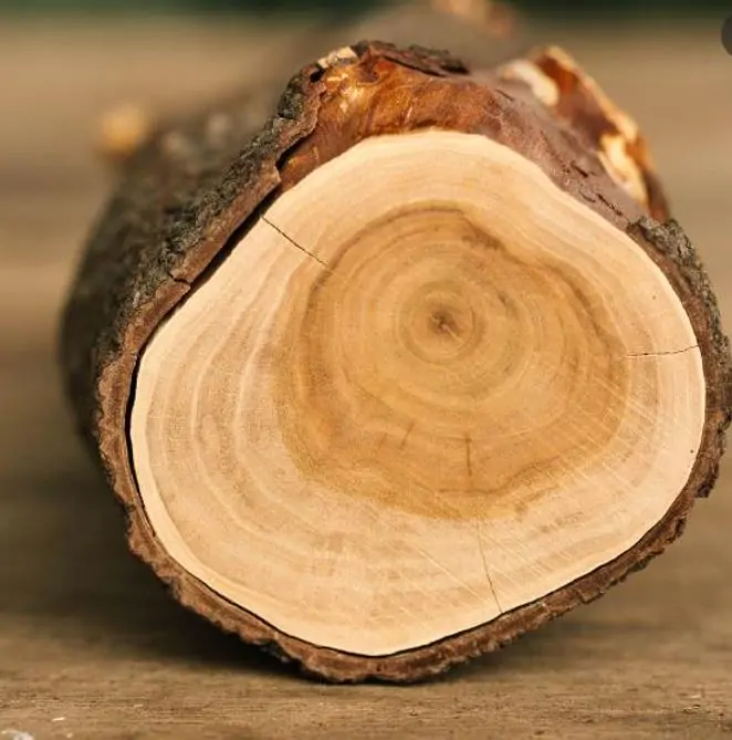 Santalum spicatum - Sândalo, Sândalo Australiano, Sandalwood, Quandong - Imagem 3