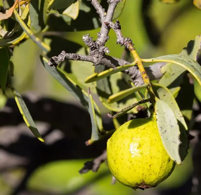 Santalum spicatum - Sândalo, Sândalo Australiano, Sandalwood, Quandong - Imagem 4