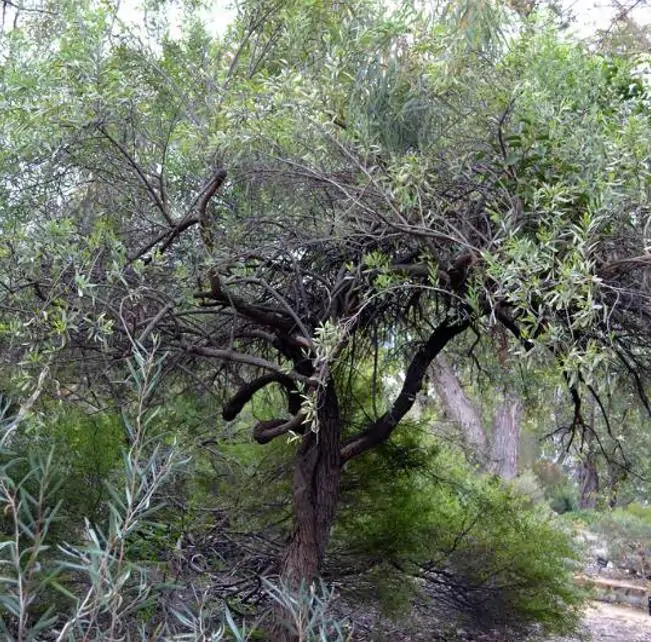 Santalum spicatum - Sândalo, Sândalo Australiano, Sandalwood, Quandong - Imagem 5