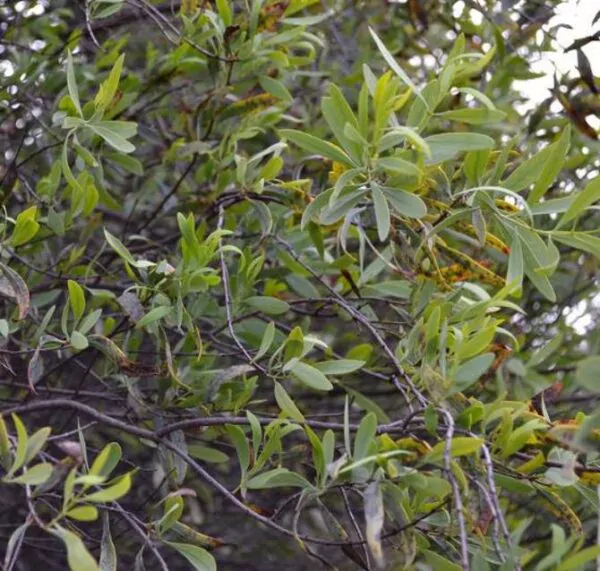 Santalum spicatum - Sândalo, Sândalo Australiano, Sandalwood, Quandong - Image 6