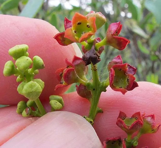Santalum spicatum - Sândalo, Sândalo Australiano, Sandalwood, Quandong - Imagem 7