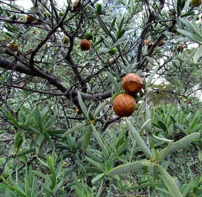 Santalum spicatum - Sândalo, Sândalo Australiano, Sandalwood, Quandong - Imagem 8