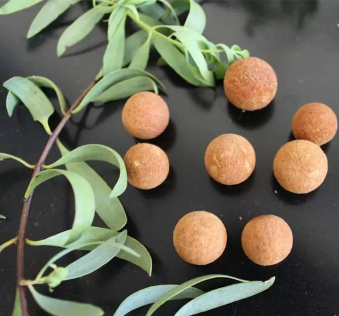 Santalum spicatum - Sândalo, Sândalo Australiano, Sandalwood, Quandong - Imagem 9