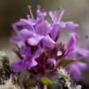 Thymus praecox - Tomilho Rastejante, Gramado Tomilho, Grama Aromática, Tomilho Mãe, Mother of Thy - Image 2
