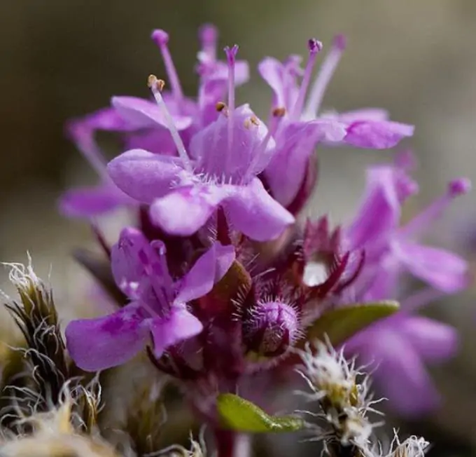 Thymus praecox - Tomilho Rastejante, Gramado Tomilho, Grama Aromática, Tomilho Mãe, Mother of Thy - Imagem 2