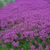 Thymus praecox - Tomilho Rastejante, Gramado Tomilho, Grama Aromática, Tomilho Mãe, Mother of Thy - Image 4