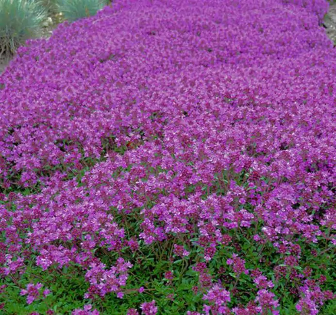 Thymus praecox - Tomilho Rastejante, Gramado Tomilho, Grama Aromática, Tomilho Mãe, Mother of Thy - Imagem 4