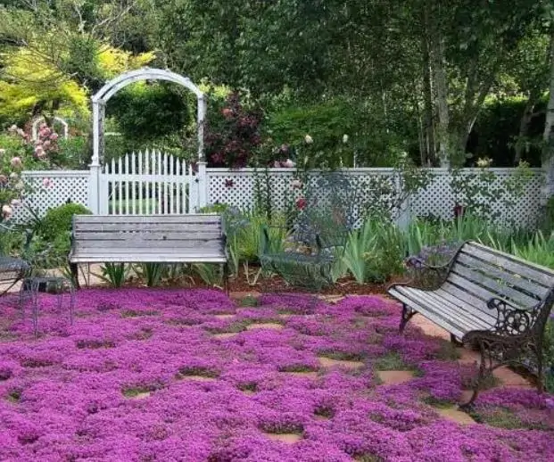 Thymus praecox - Tomilho Rastejante, Gramado Tomilho, Grama Aromática, Tomilho Mãe, Mother of Thy - Imagem 5