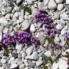 Thymus praecox - Tomilho Rastejante, Gramado Tomilho, Grama Aromática, Tomilho Mãe, Mother of Thy - Image 7