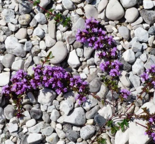 Thymus praecox - Tomilho Rastejante, Gramado Tomilho, Grama Aromática, Tomilho Mãe, Mother of Thy - Imagem 7