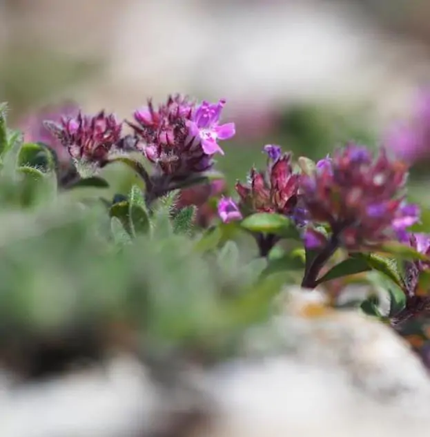 Thymus praecox - Tomilho Rastejante, Gramado Tomilho, Grama Aromática, Tomilho Mãe, Mother of Thy - Imagem 8