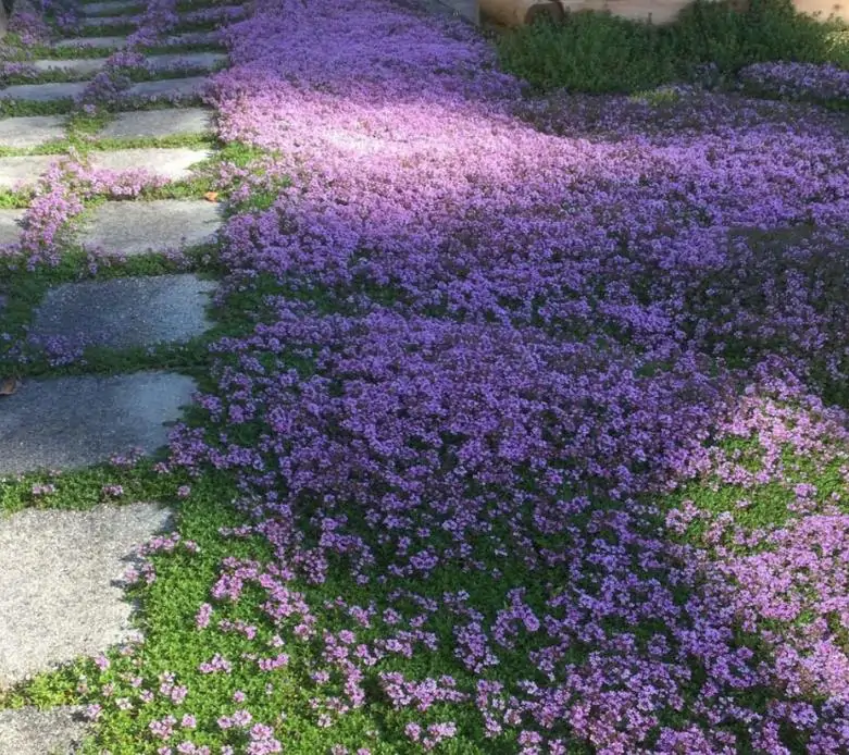 Thymus praecox - Tomilho Rastejante, Gramado Tomilho, Grama Aromática, Tomilho Mãe, Mother of Thy - Imagem 11