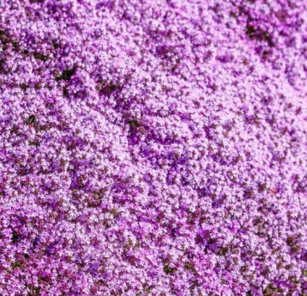 Thymus serpyllum -  Tomilho Selvagem, Grama Rosa Tomilho Aromática, Tomilho Rastejante, Tomilho Lim - Image 2