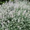 Thymus vulgaris Provence - Tomilho Francês, Tomilho da Provença, Tomilho Provençal, Timo Francês