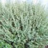 Thymus vulgaris Provence - Tomilho Francês, Tomilho da Provença, Tomilho Provençal, Timo Francês - Image 2
