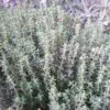 Thymus vulgaris Provence - Tomilho Francês, Tomilho da Provença, Tomilho Provençal, Timo Francês - Image 3