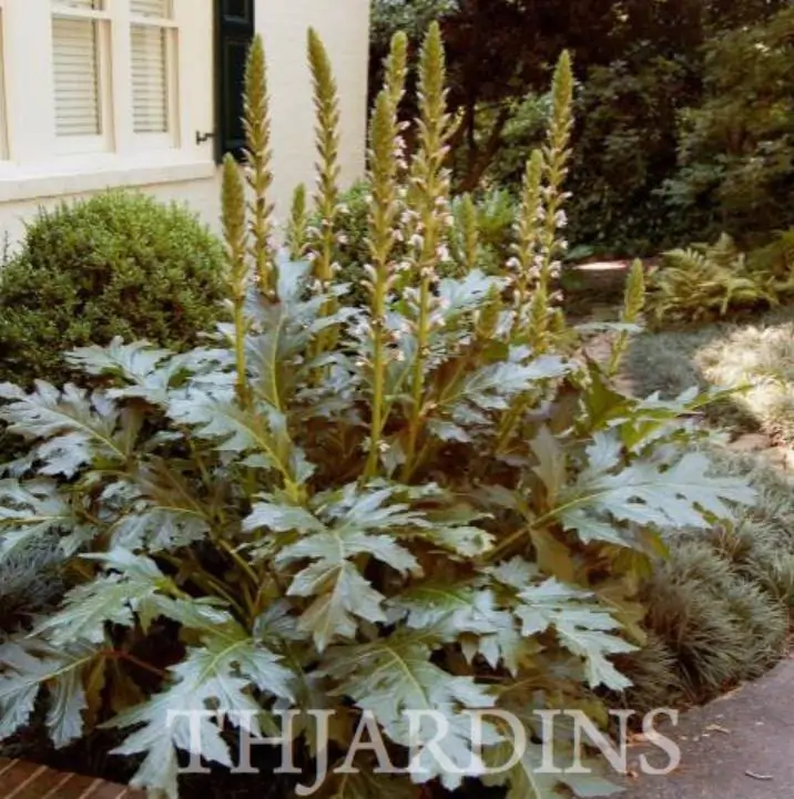Acanthus mollis - Acanto, Acanto Manso, Erva-Gigante, Pé-de-Urso - Imagem 2