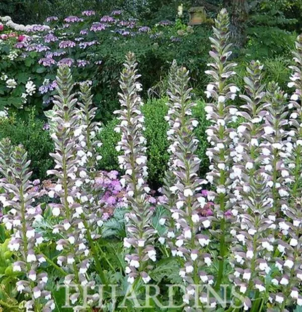 Acanthus mollis - Acanto, Acanto Manso, Erva-Gigante, Pé-de-Urso - Image 3