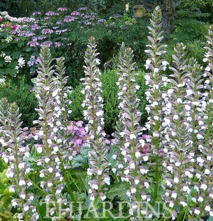 Acanthus mollis - Acanto, Acanto Manso, Erva-Gigante, Pé-de-Urso - Imagem 3