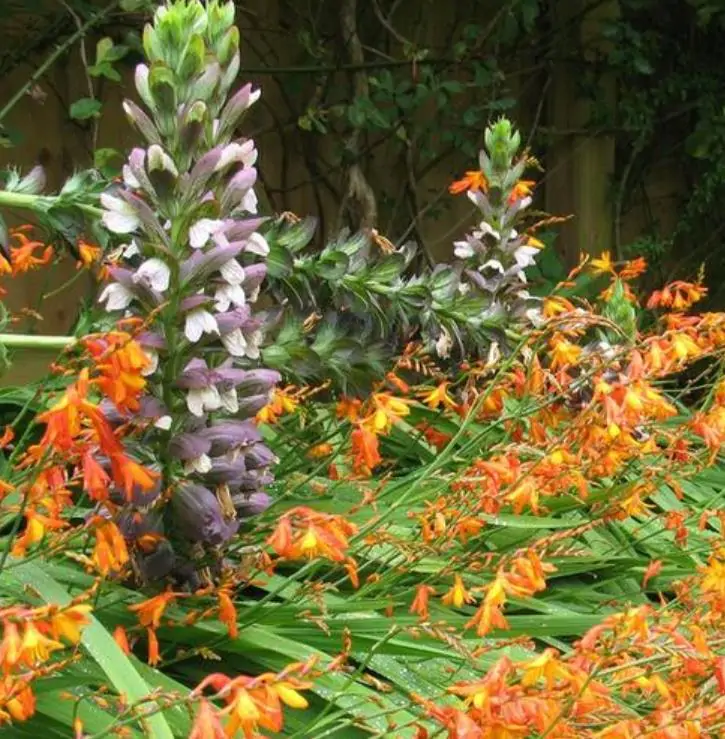 Acanthus mollis - Acanto, Acanto Manso, Erva-Gigante, Pé-de-Urso - Imagem 4