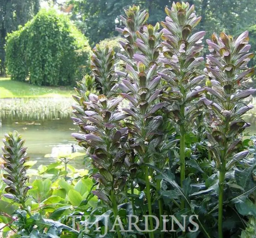 Acanthus mollis - Acanto, Acanto Manso, Erva-Gigante, Pé-de-Urso - Imagem 5