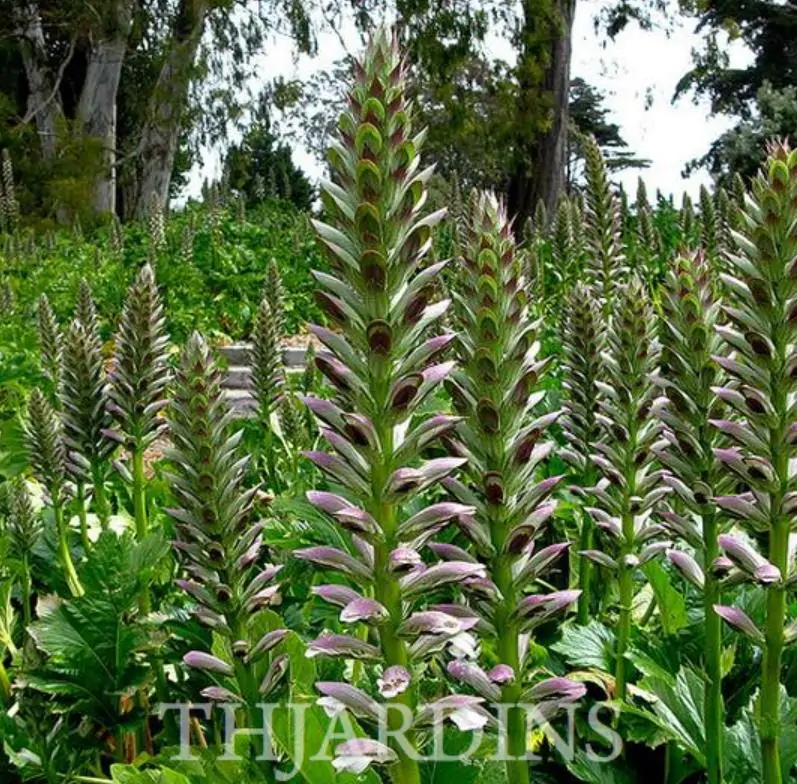 Acanthus mollis - Acanto, Acanto Manso, Erva-Gigante, Pé-de-Urso - Imagem 6
