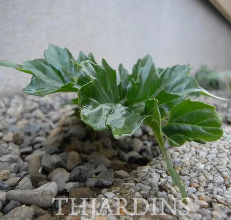 Acanthus mollis - Acanto, Acanto Manso, Erva-Gigante, Pé-de-Urso - Imagem 7