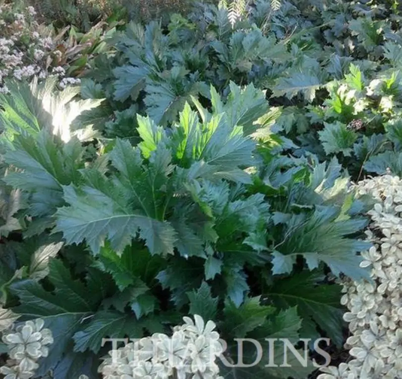 Acanthus mollis - Acanto, Acanto Manso, Erva-Gigante, Pé-de-Urso - Imagem 8
