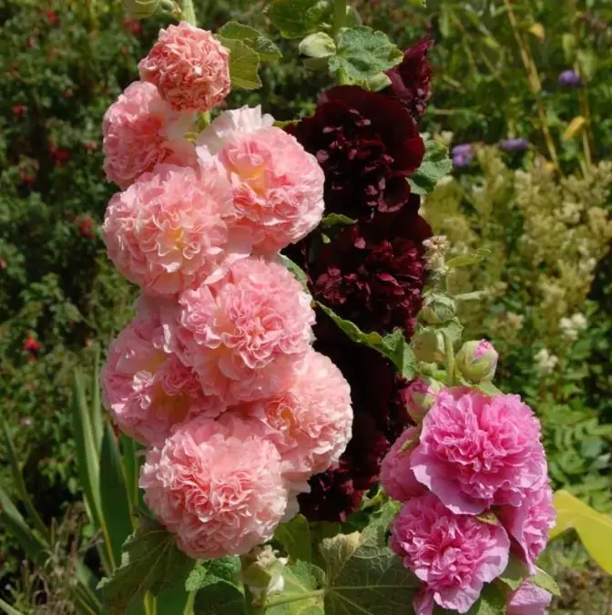Alcea Rosea Chaters Double Mix - Malva Dobrada Dupla Mix, Alcea, Atléia, Malva Real, Malvaisco, Hollyhock - Imagem 4