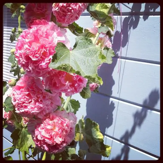 Alcea Rosea Chaters Double Rose Pink - Malva Dobrada Dupla Rosa, Alcea, Atléia, Malva Real, Malvaisco, Hollyhock - Imagem 2