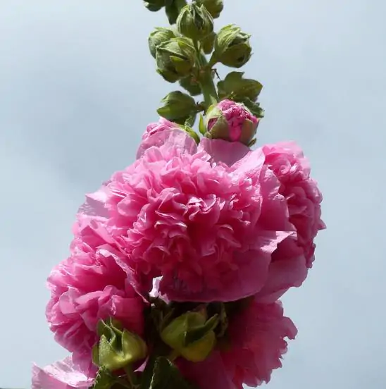 Alcea Rosea Chaters Double Rose Pink - Malva Dobrada Dupla Rosa, Alcea, Atléia, Malva Real, Malvaisco, Hollyhock - Imagem 3