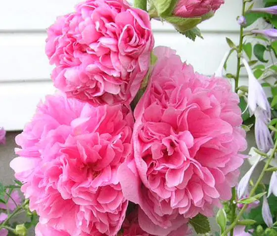 Alcea Rosea Chaters Double Rose Pink - Malva Dobrada Dupla Rosa, Alcea, Atléia, Malva Real, Malvaisco, Hollyhock - Imagem 4
