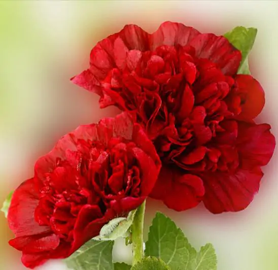 Alcea Rosea Chaters Double Scarlet - Malva Dobrada Dupla Scarlet, Alcea, Atléia, Malva Real, Malvaisco, Hollyhoc - Image 2