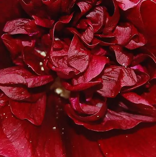 Alcea Rosea Chaters Double Scarlet - Malva Dobrada Dupla Scarlet, Alcea, Atléia, Malva Real, Malvaisco, Hollyhoc - Image 3