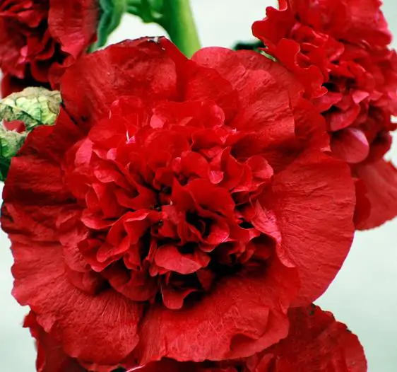Alcea Rosea Chaters Double Scarlet - Malva Dobrada Dupla Scarlet, Alcea, Atléia, Malva Real, Malvaisco, Hollyhoc - Image 4