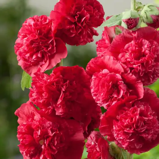 Alcea Rosea Chaters Double Scarlet - Malva Dobrada Dupla Scarlet, Alcea, Atléia, Malva Real, Malvaisco, Hollyhoc - Image 5