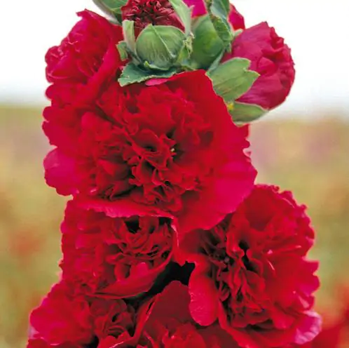Alcea Rosea Chaters Double Scarlet - Malva Dobrada Dupla Scarlet, Alcea, Atléia, Malva Real, Malvaisco, Hollyhoc - Image 6