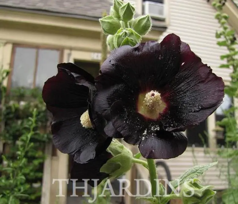 Alcea Rosea Jet Black - Malva Negra, Jet Black, Black Hollyhock - Imagem 2