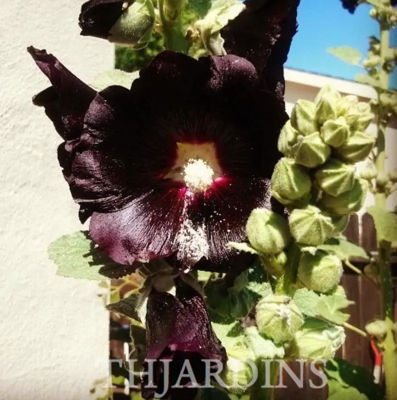 Alcea Rosea Jet Black - Malva Negra, Jet Black, Black Hollyhock - Imagem 3
