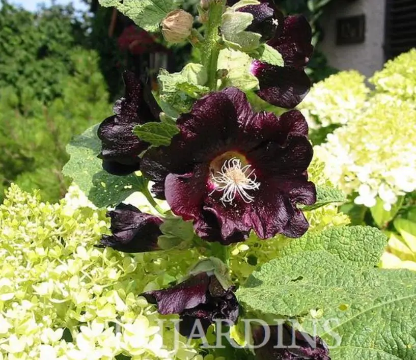 Alcea Rosea Jet Black - Malva Negra, Jet Black, Black Hollyhock - Imagem 4