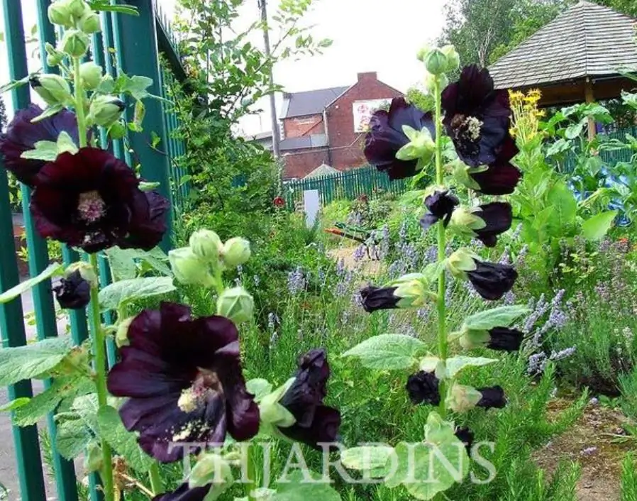 Alcea Rosea Jet Black - Malva Negra, Jet Black, Black Hollyhock - Imagem 5