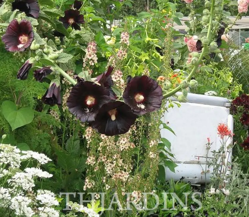 Alcea Rosea Jet Black - Malva Negra, Jet Black, Black Hollyhock - Imagem 6