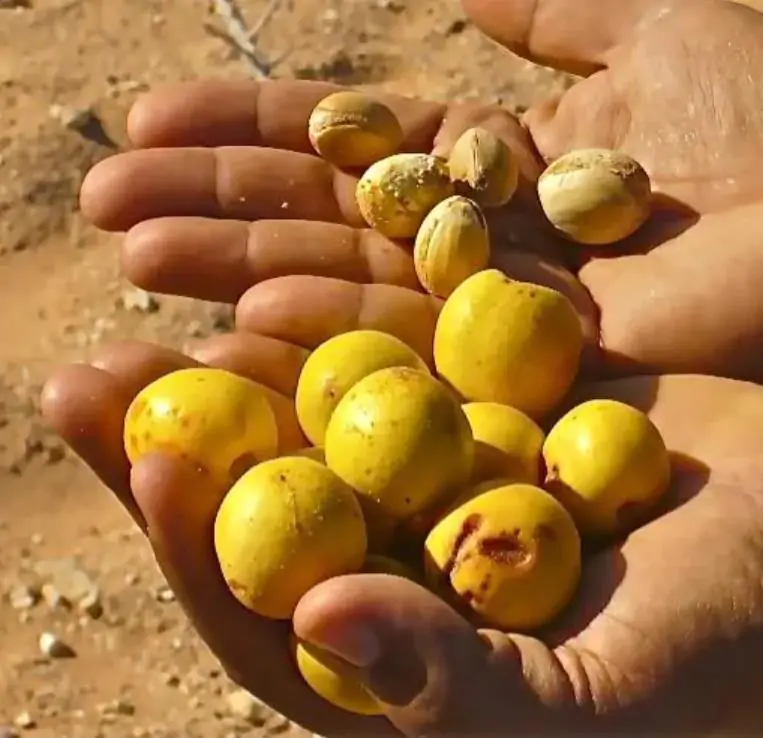Argania spinosa - Árvore Argan, Ouro Marroquino, Árvore da Vida - Imagem 2