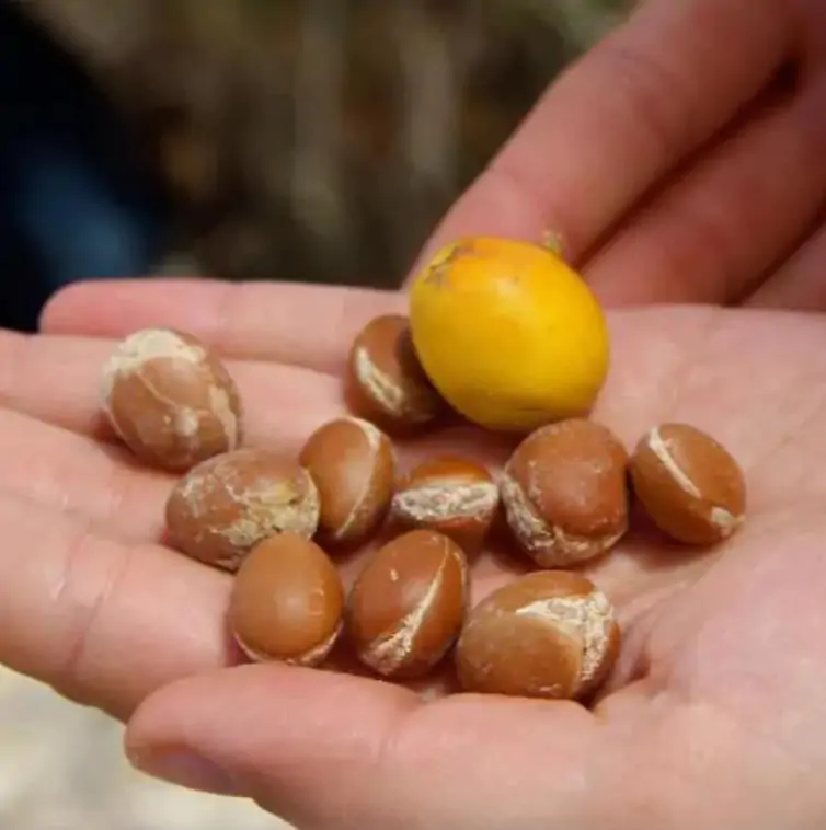 Argania spinosa - Árvore Argan, Ouro Marroquino, Árvore da Vida - Imagem 3