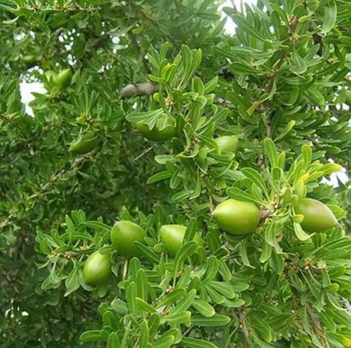 Argania spinosa - Árvore Argan, Ouro Marroquino, Árvore da Vida - Imagem 4