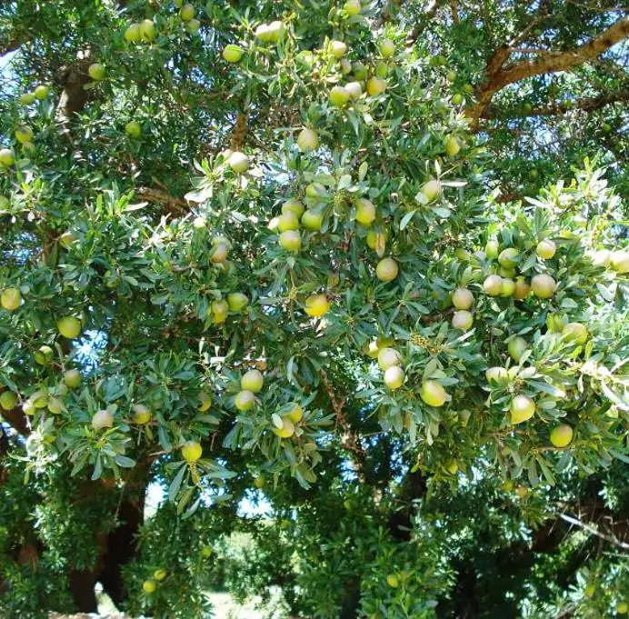 Argania spinosa - Árvore Argan, Ouro Marroquino, Árvore da Vida - Imagem 5