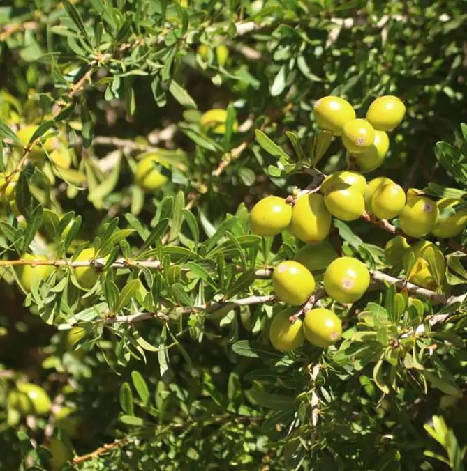 Argania spinosa - Árvore Argan, Ouro Marroquino, Árvore da Vida - Imagem 6